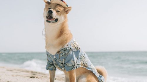 Doge-unsplash