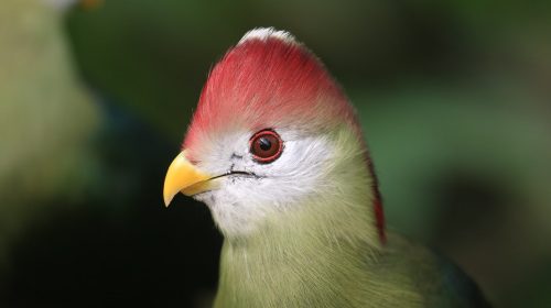 pájaro turaco
