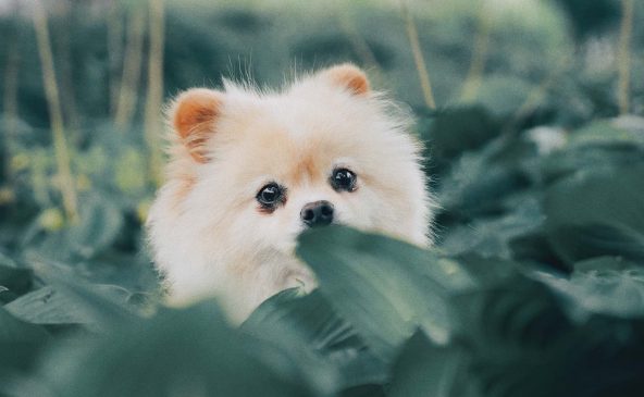 perro