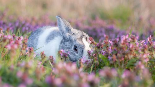 bunny-unsplash