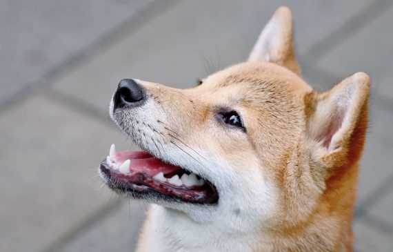 Dogecoin