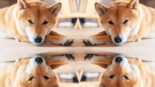 shiba inu-doge-canva