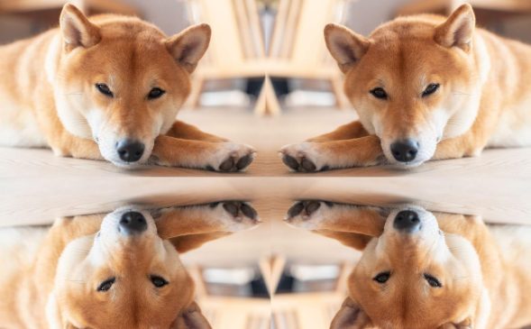 shiba inu-doge-canva