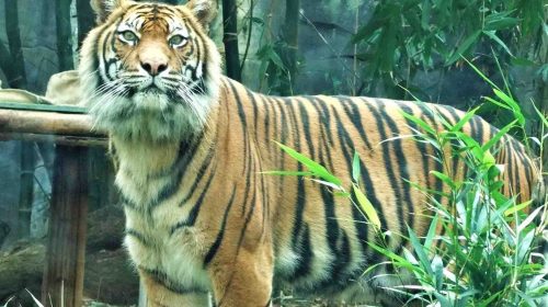 tigre