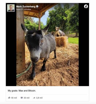Zuckerberg cabra