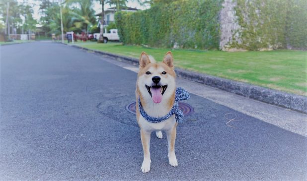 doge-unsplash
