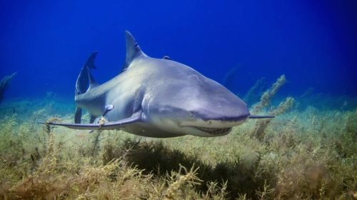 Shark tiburón