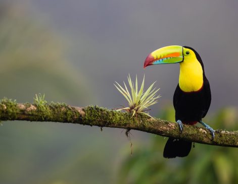 costa-rica-unsplash
