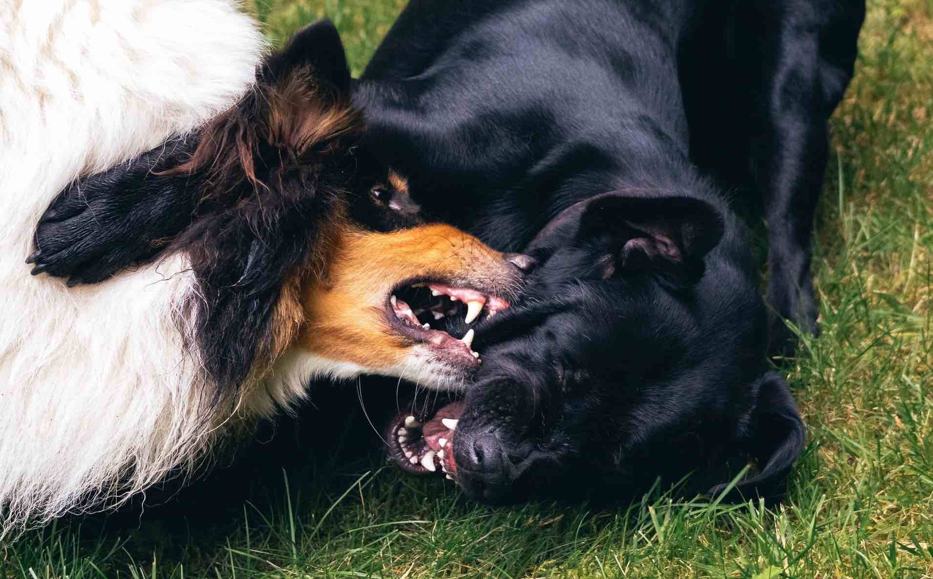pelea de perros