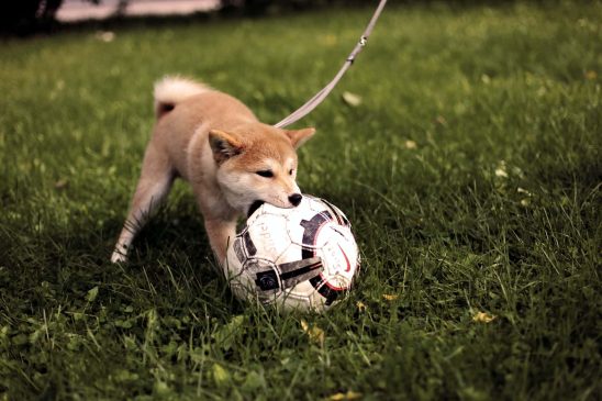 shiba-pelota-unsplash