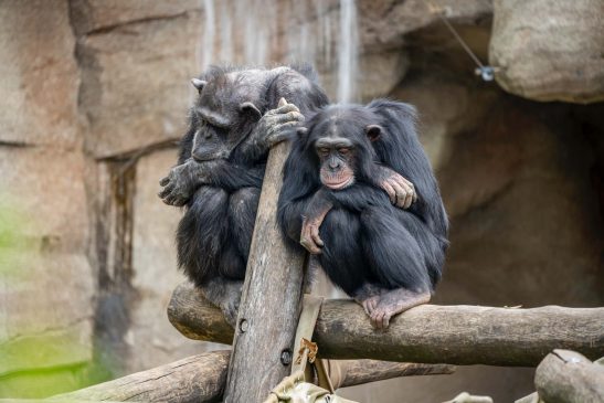 bored ape simio