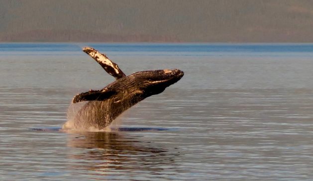 ballena-unsplash