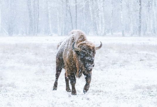 toro-invierno-unsplash