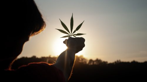 marihuana cannabis
