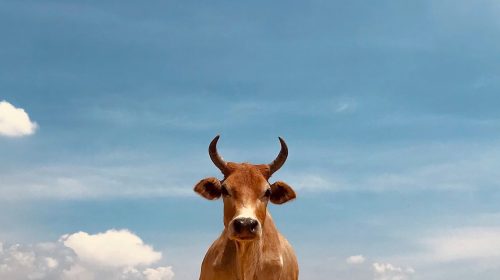 bull-unsplash